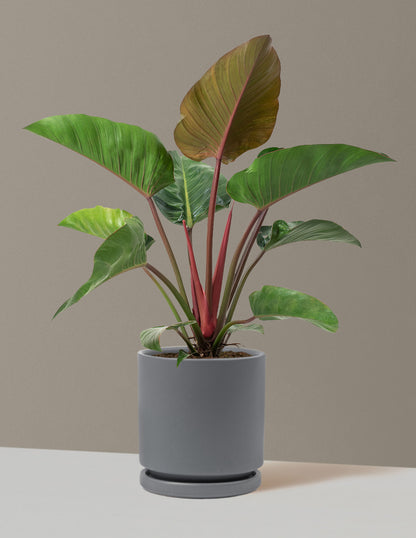 philodendron red emerald vs rojo congo Large Philodendron Rojo Congo Houseplant with Planter - Large (2'-3' tall) Antique Teal Planter
