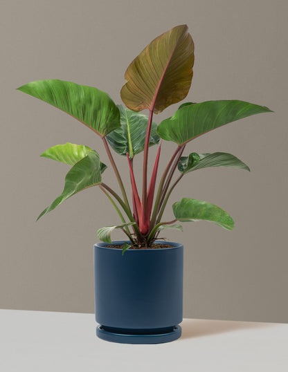 Large Philodendron Rojo Congo