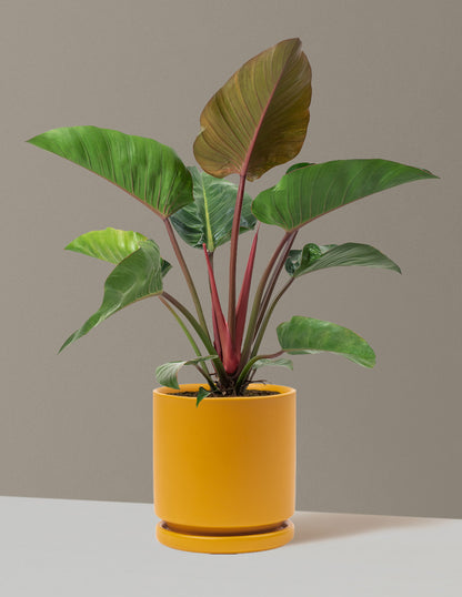 Large Philodendron Rojo Congo