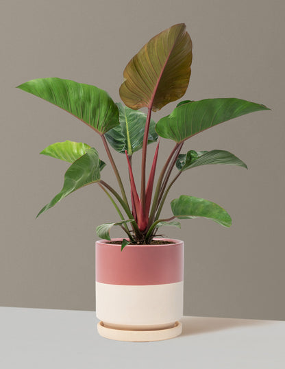 red congo philodendron Large Philodendron Rojo Congo Houseplant with Planter - Large (2'-3' tall) Antique Teal Planter