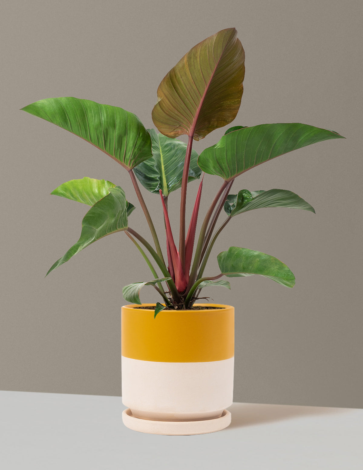 Large Philodendron Rojo Congo