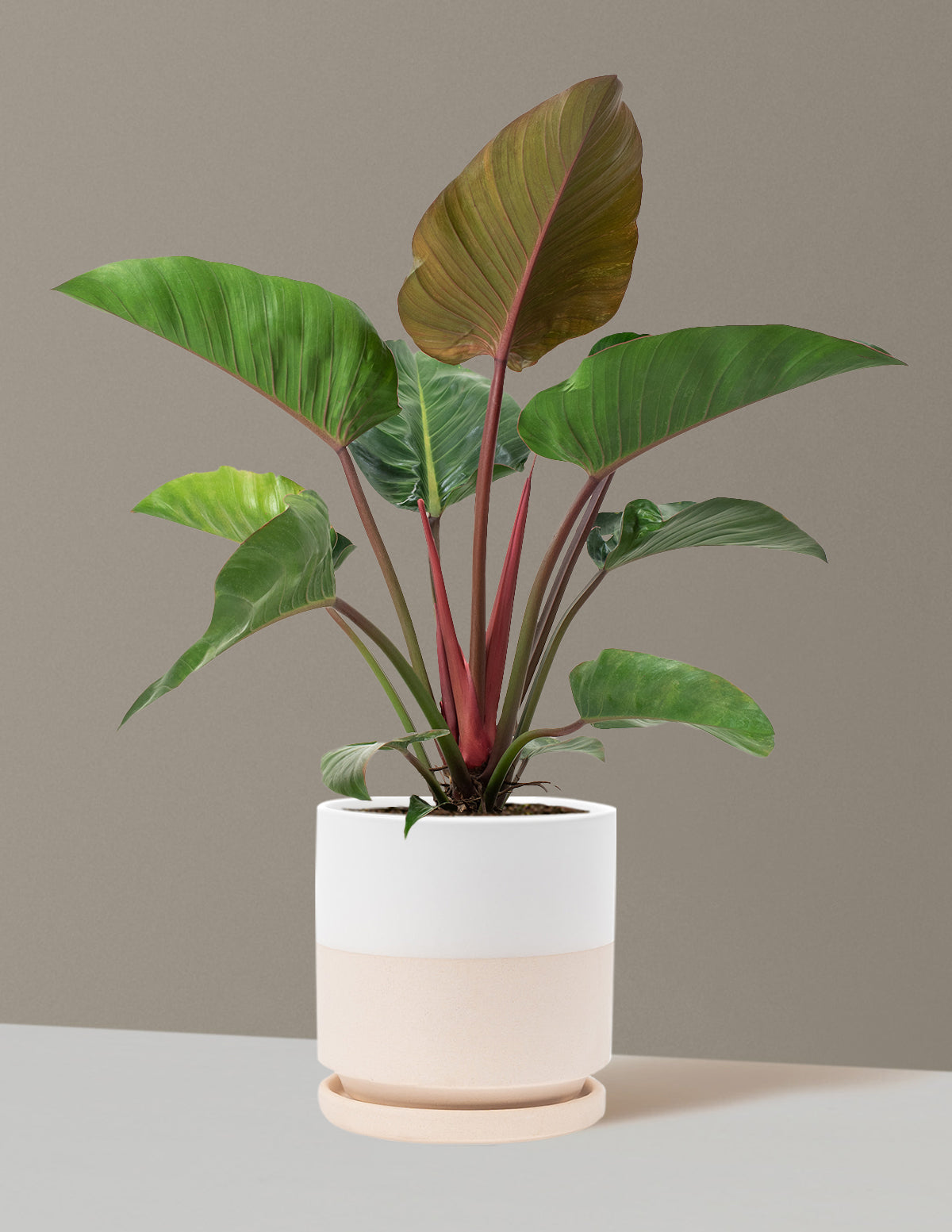 【大株】Philodendron Rojo Congo ロジョコンゴ 高価な鉢付 PLANCHU 観葉植物 フィロデンドロン ロジョコンゴ 8号鉢 受け皿付き