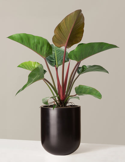 Large Philodendron Rojo Congo