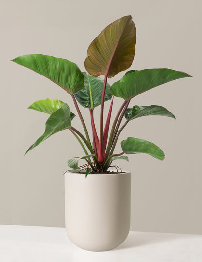 Large Philodendron Rojo Congo