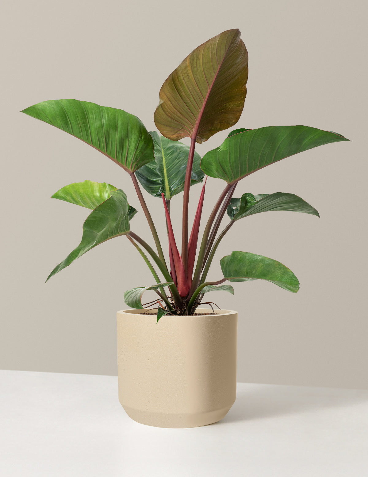 Large Philodendron Rojo Congo