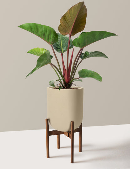 philodendron consanguineum Large Philodendron Rojo Congo Houseplant with Planter - Large (2'-3' tall) Sea Glass Planter