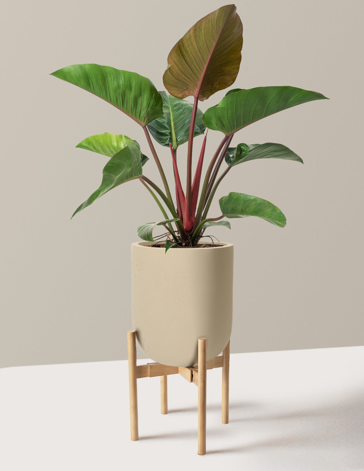 Large Philodendron Rojo Congo