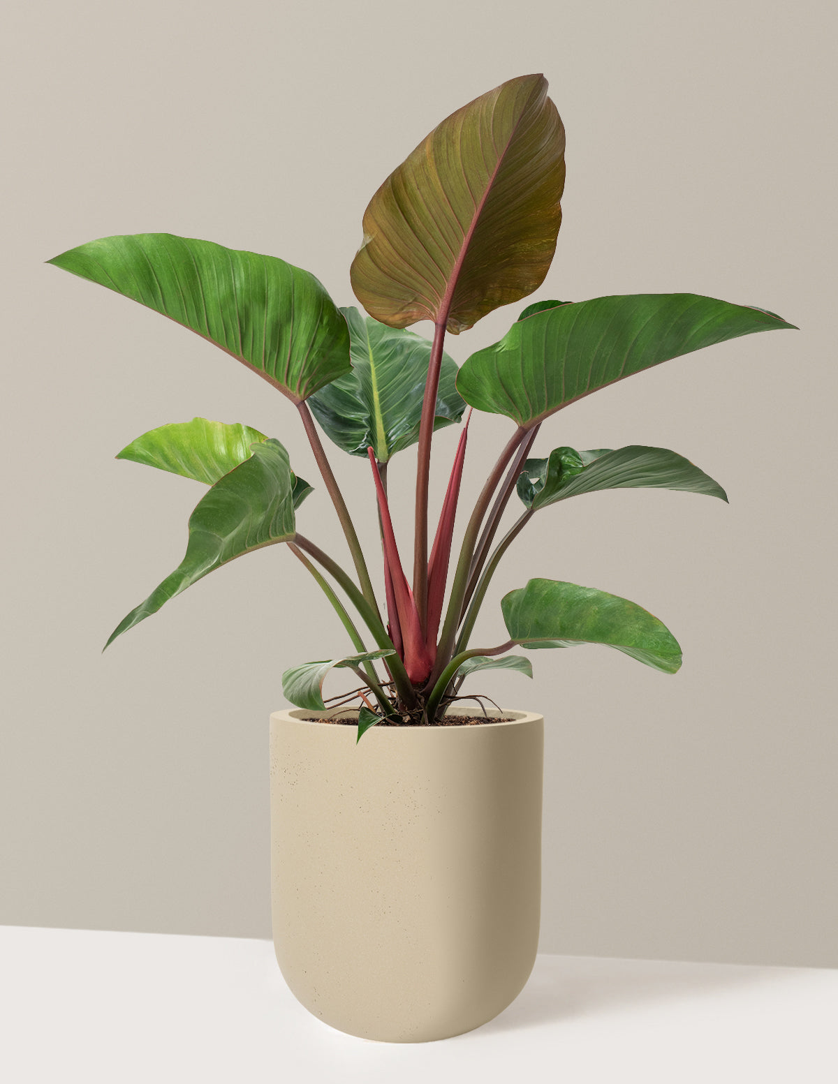 Large Philodendron Rojo Congo