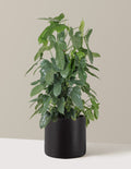 Philodendron Panduriforme