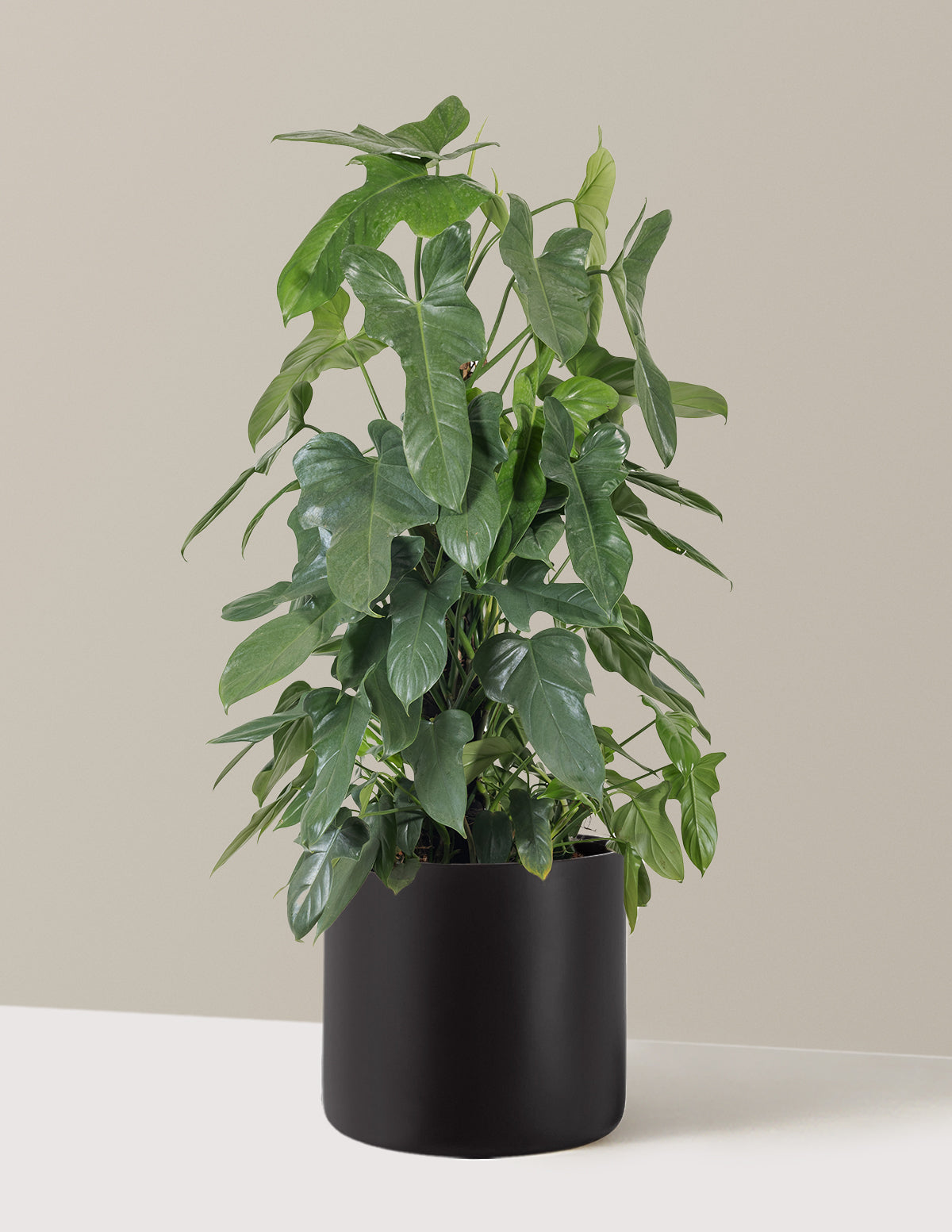 Philodendron Panduriforme