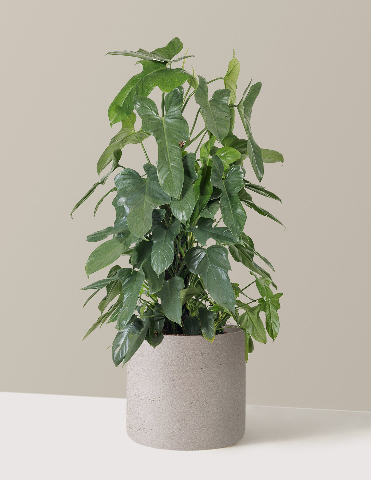 Philodendron Panduriforme