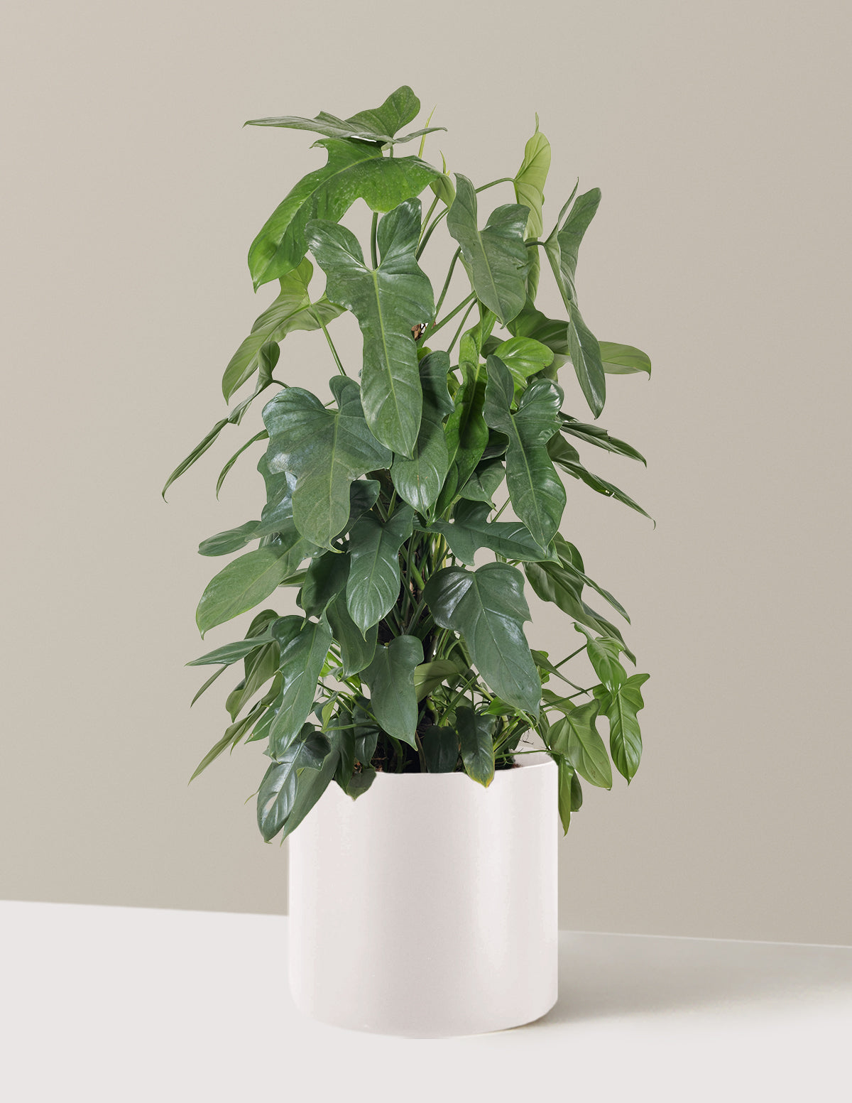 Philodendron Panduriforme