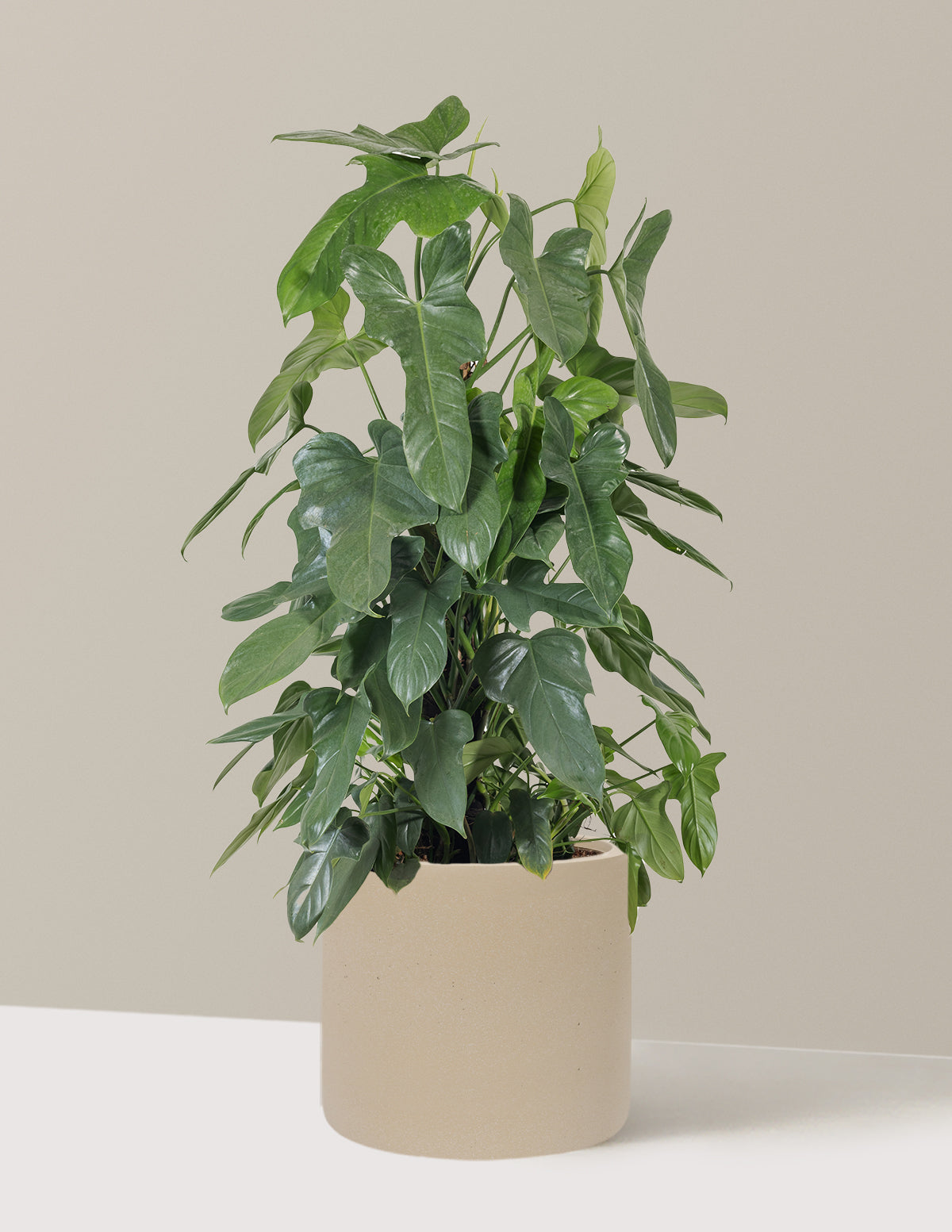 Philodendron Panduriforme