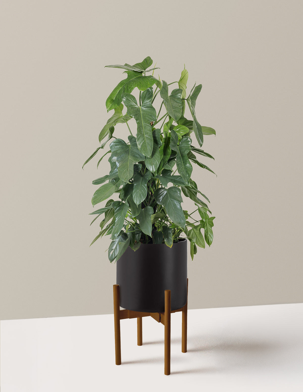 Philodendron Panduriforme