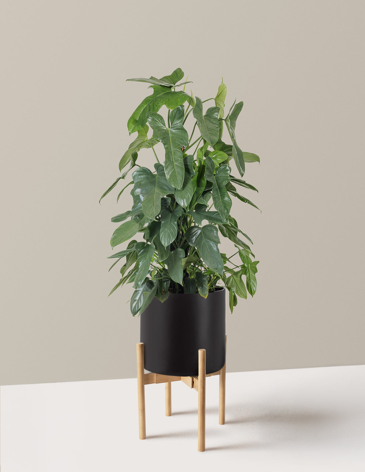 Philodendron Panduriforme