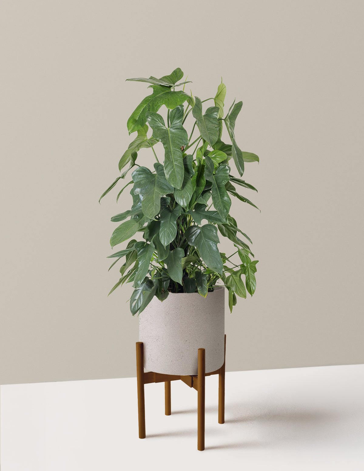 Philodendron Panduriforme