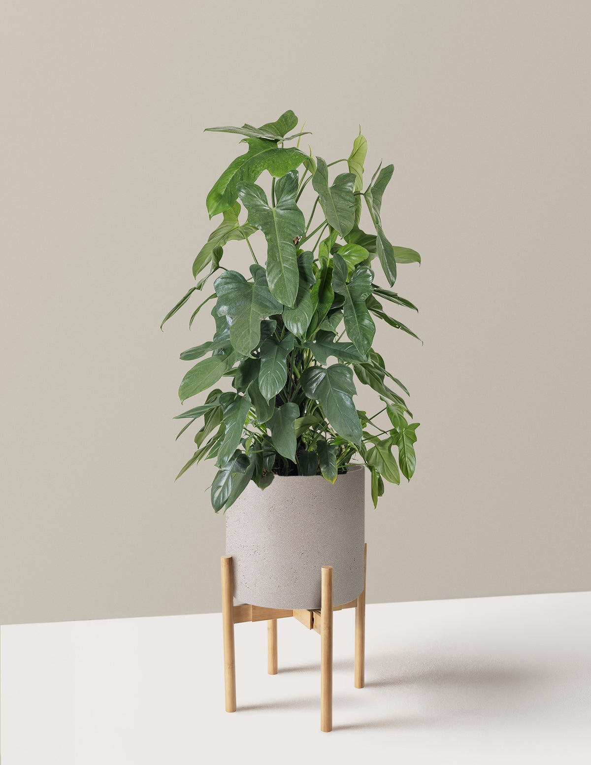 Philodendron Panduriforme