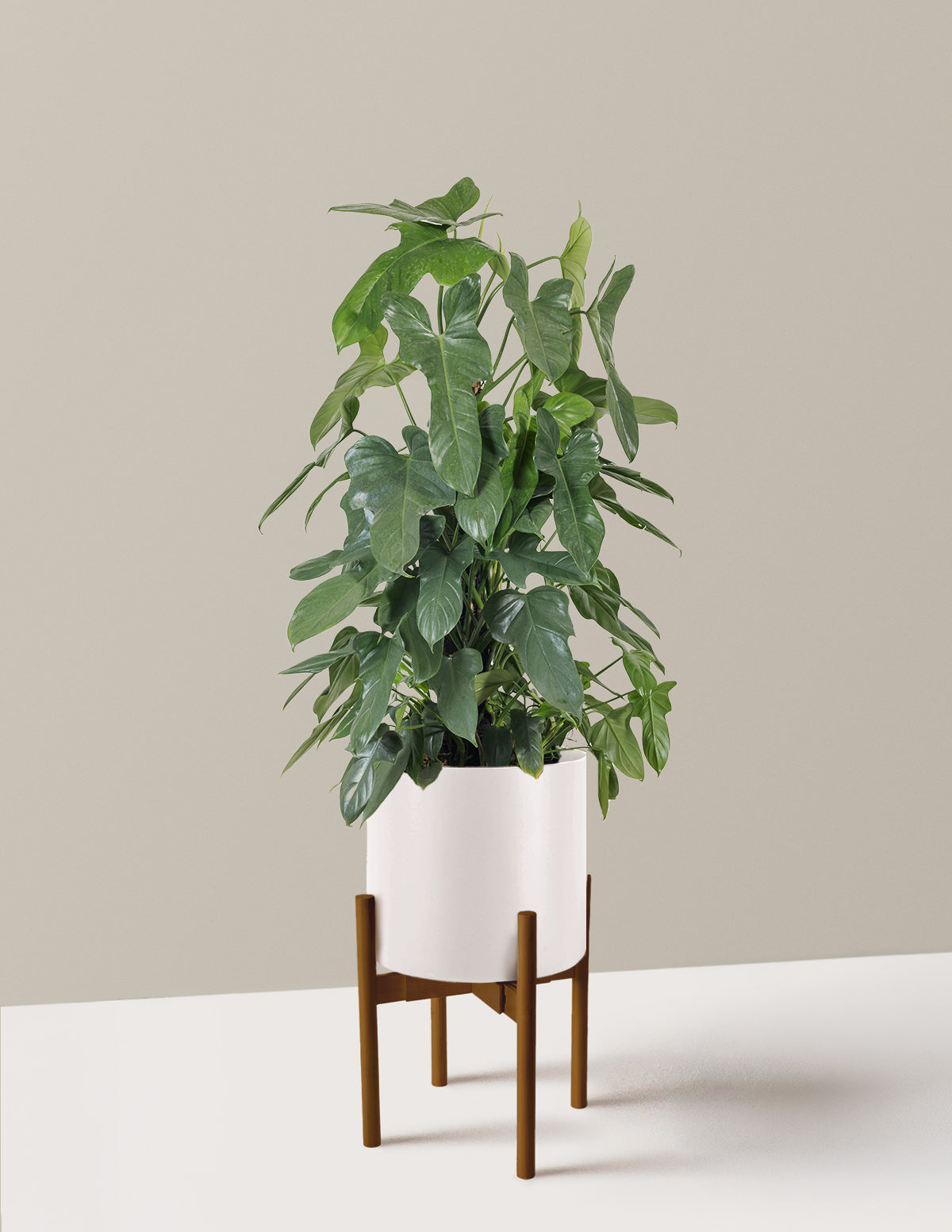 Philodendron Panduriforme