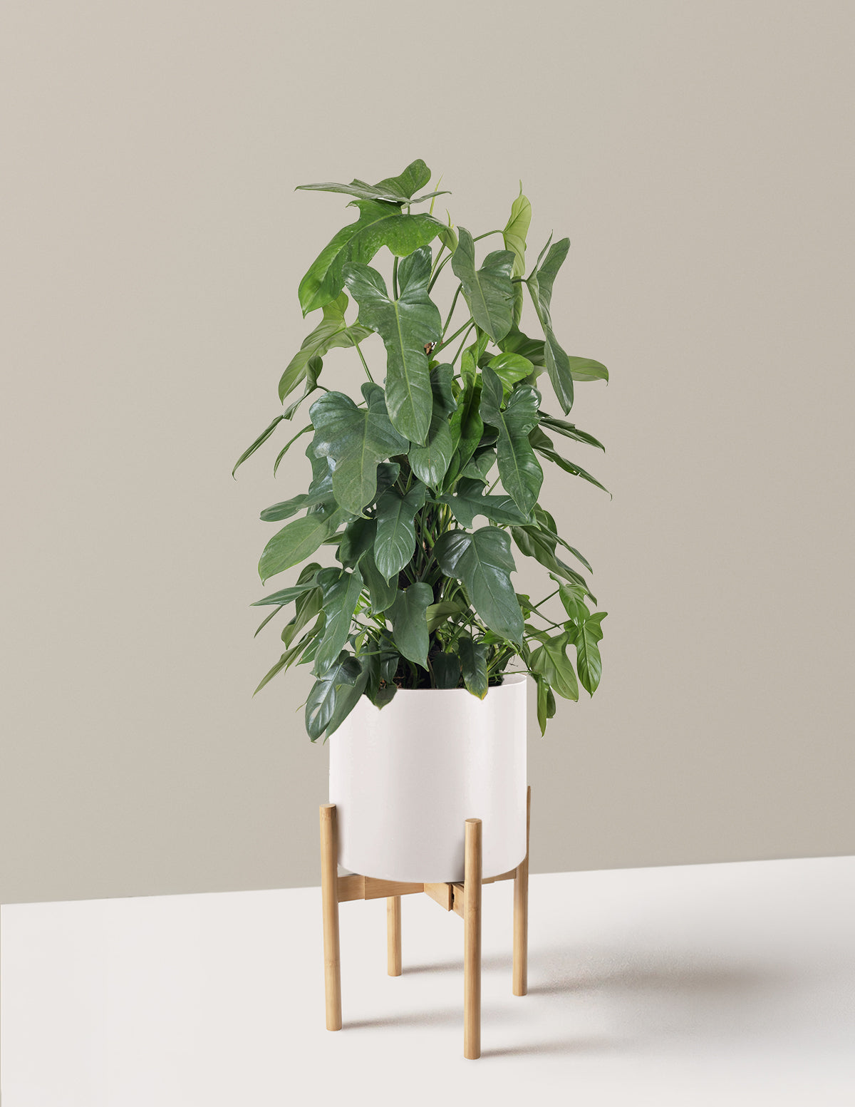 Philodendron Panduriforme