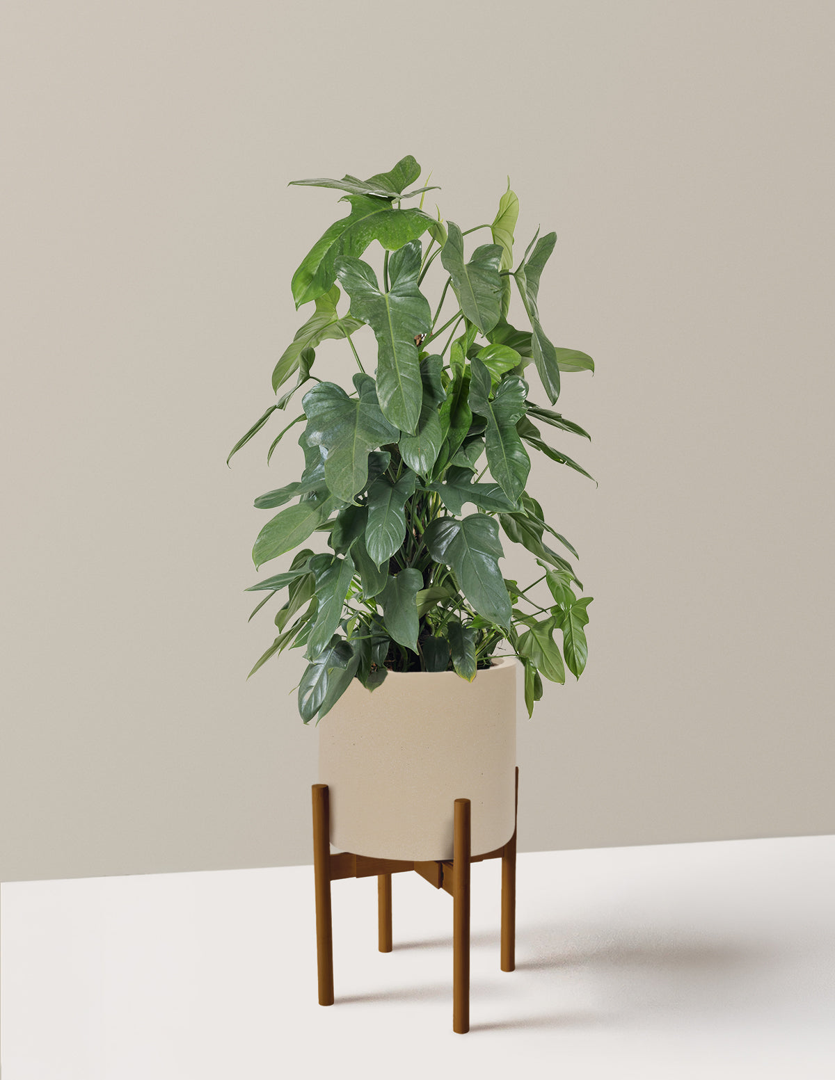 Philodendron Panduriforme
