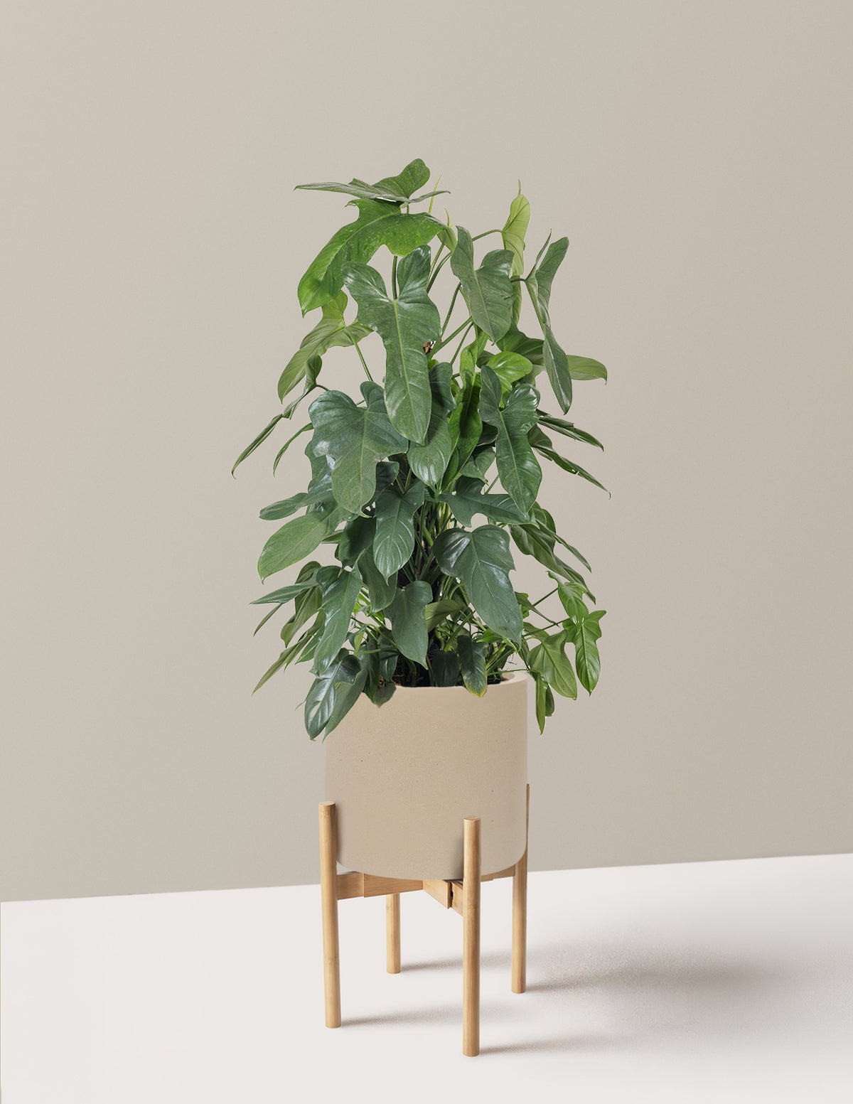 Philodendron Panduriforme