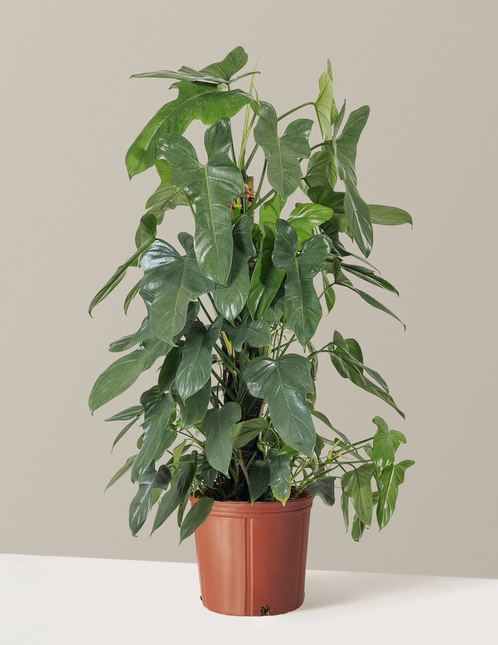 Philodendron Panduriforme