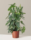 Philodendron Panduriforme