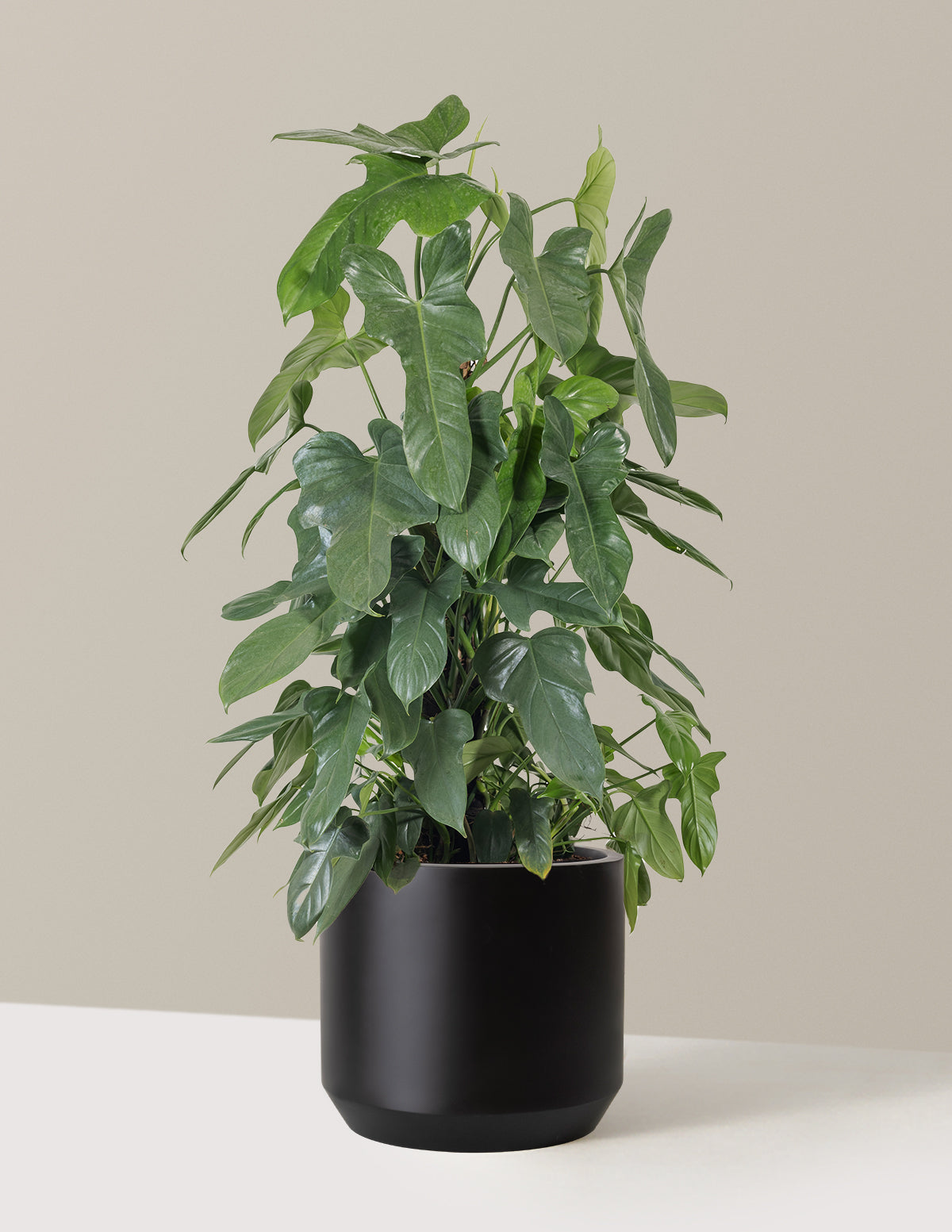 Philodendron Panduriforme