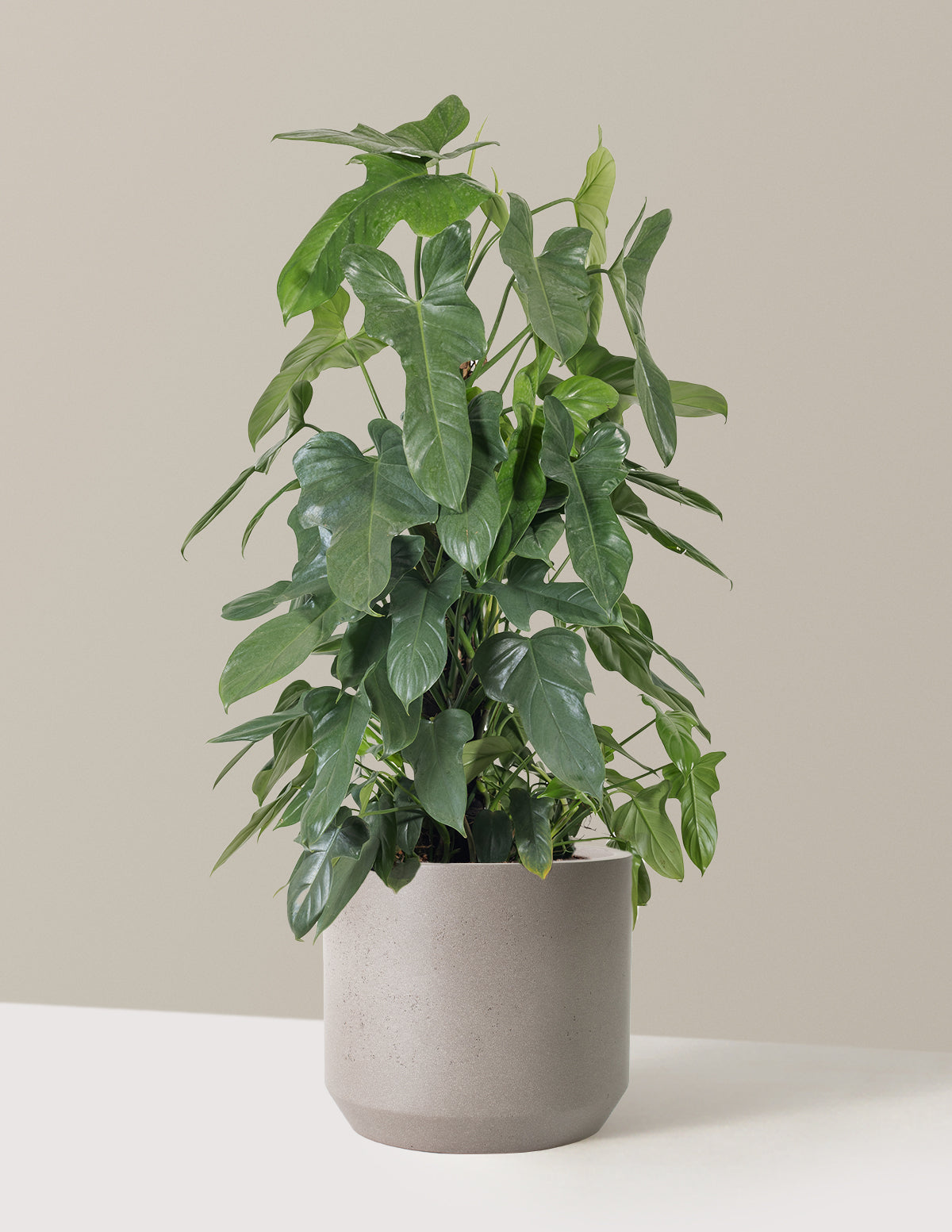 Philodendron Panduriforme