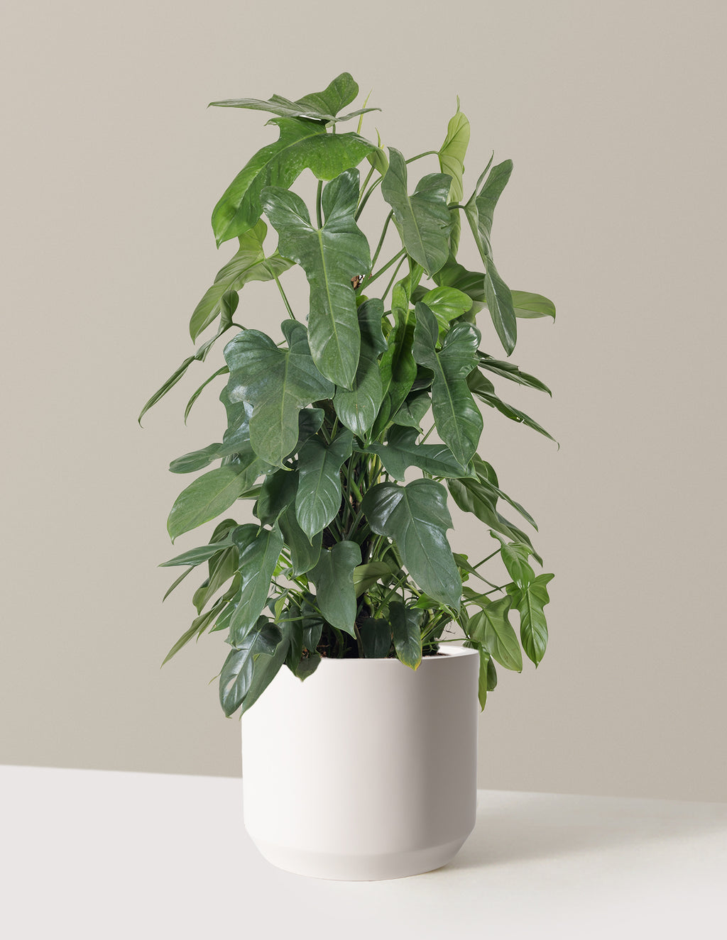 Philodendron Panduriforme