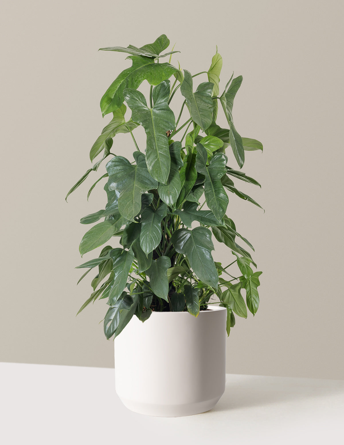Philodendron Panduriforme