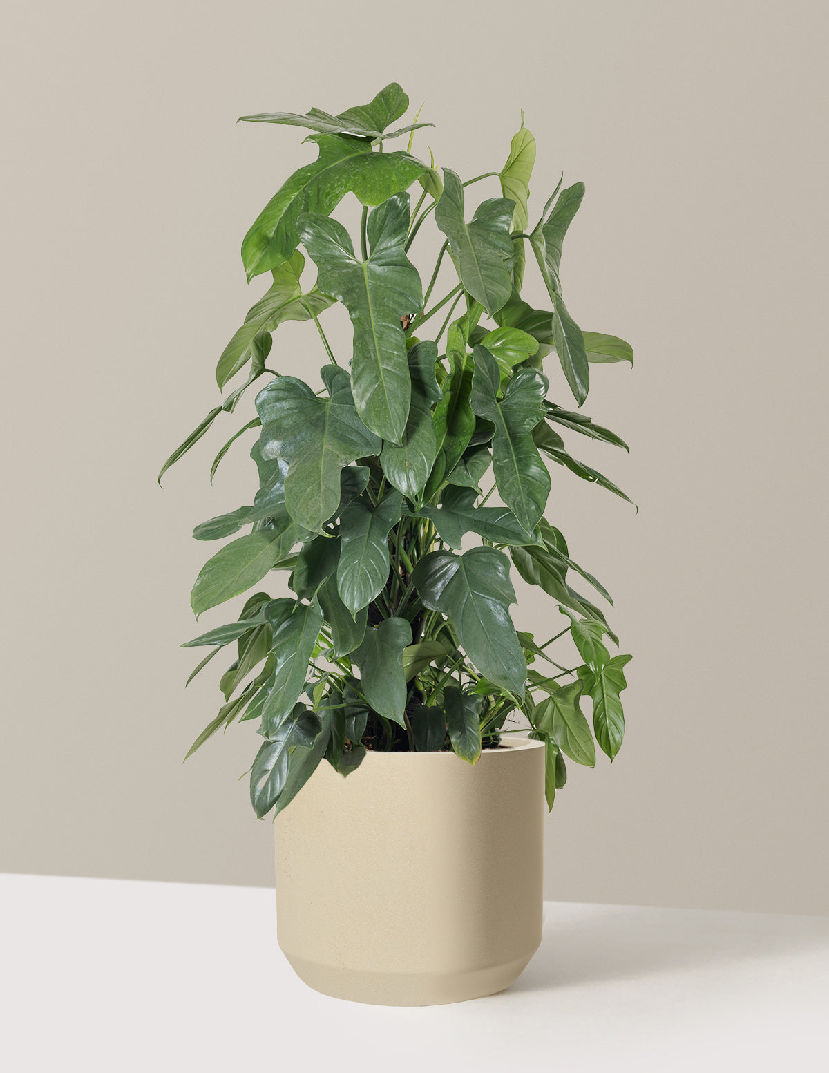 Philodendron Panduriforme