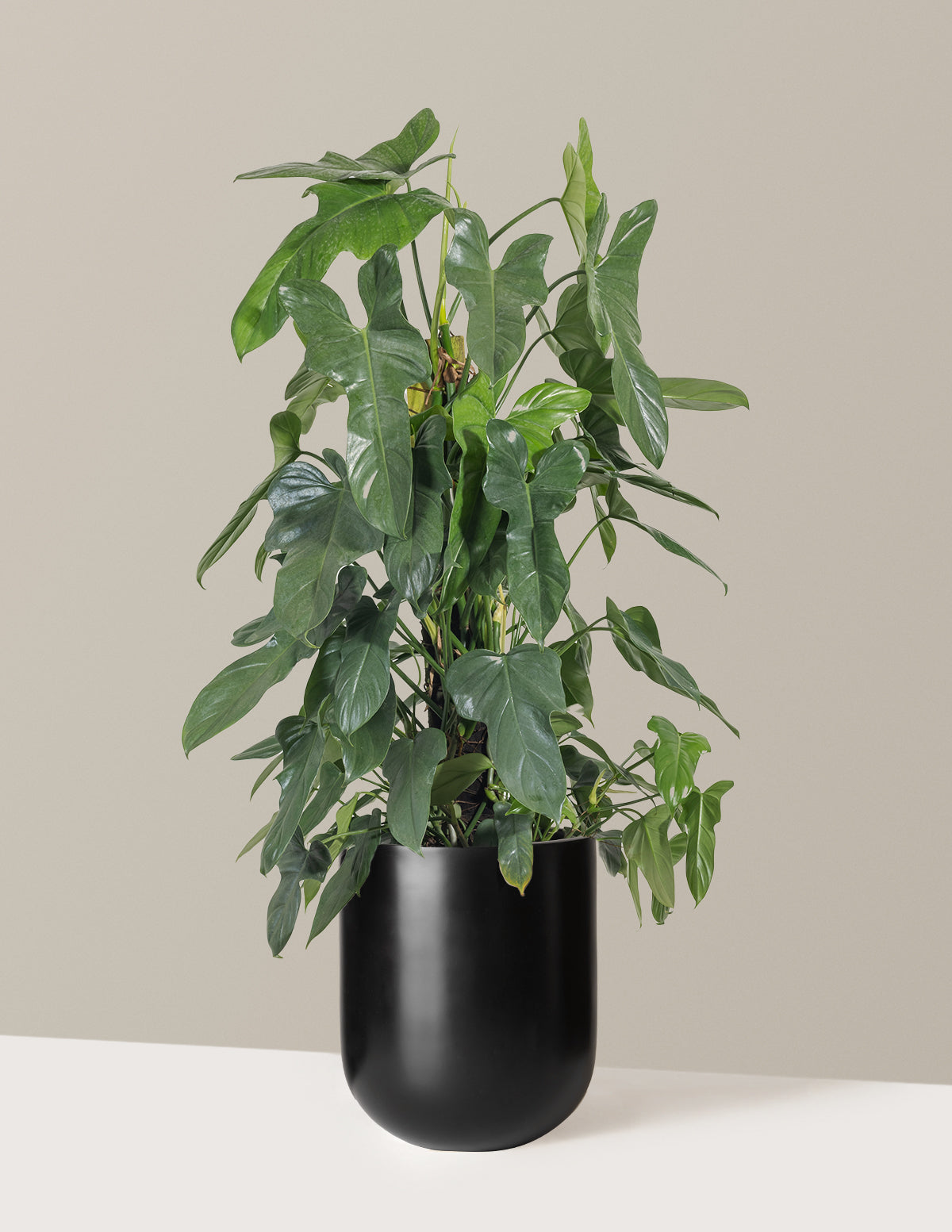 Philodendron Panduriforme