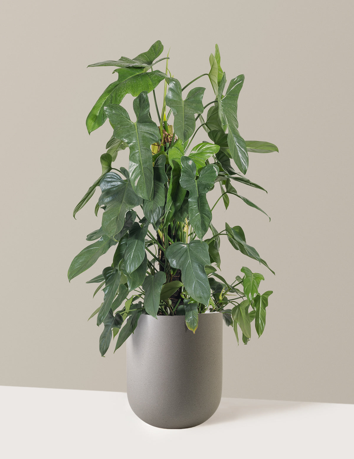 Philodendron Panduriforme