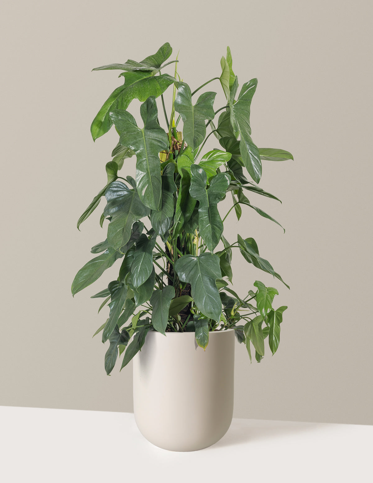 Philodendron Panduriforme