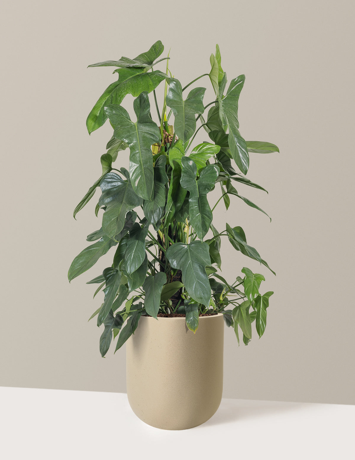 Philodendron Panduriforme
