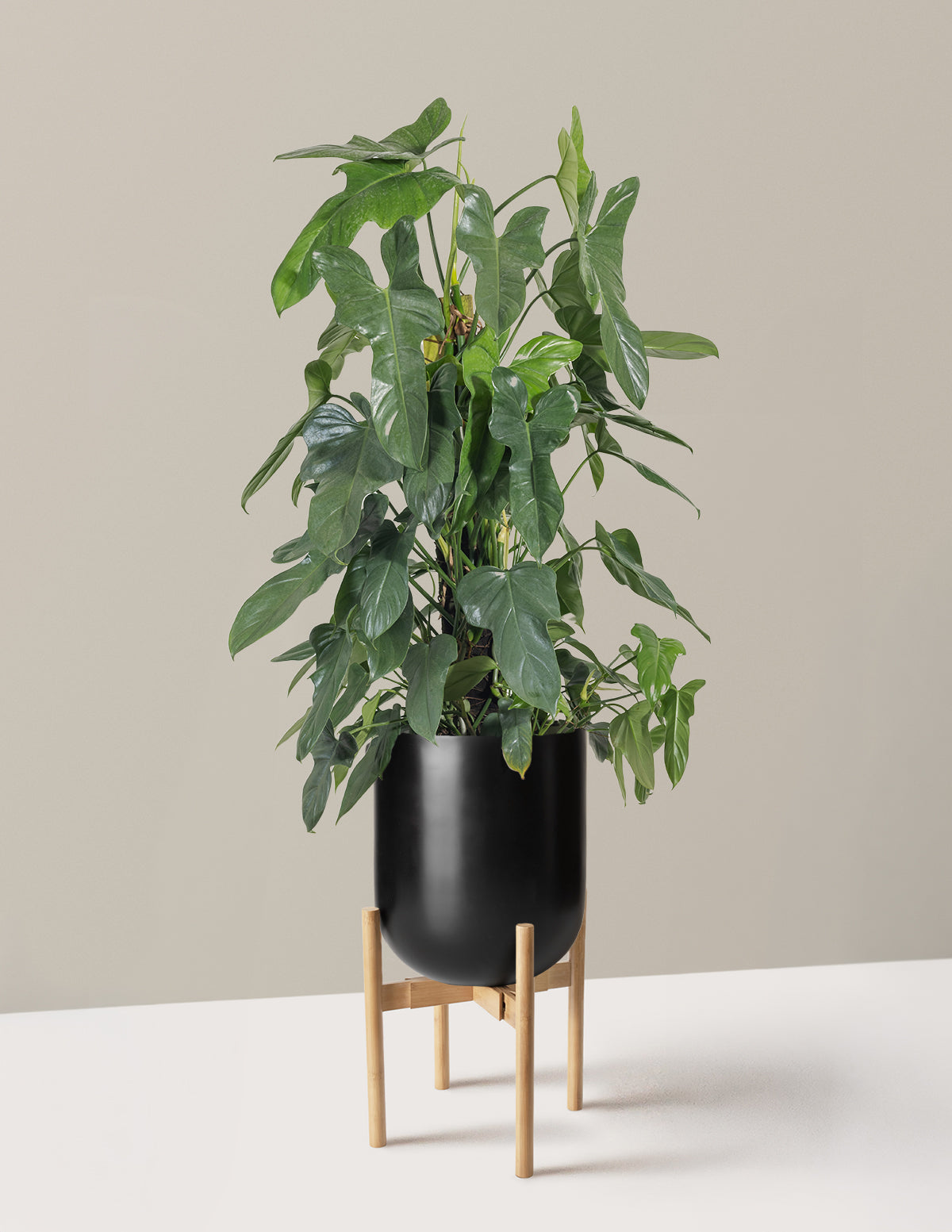 Philodendron Panduriforme