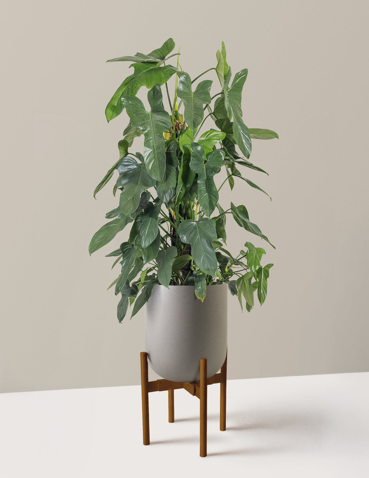 Philodendron Panduriforme