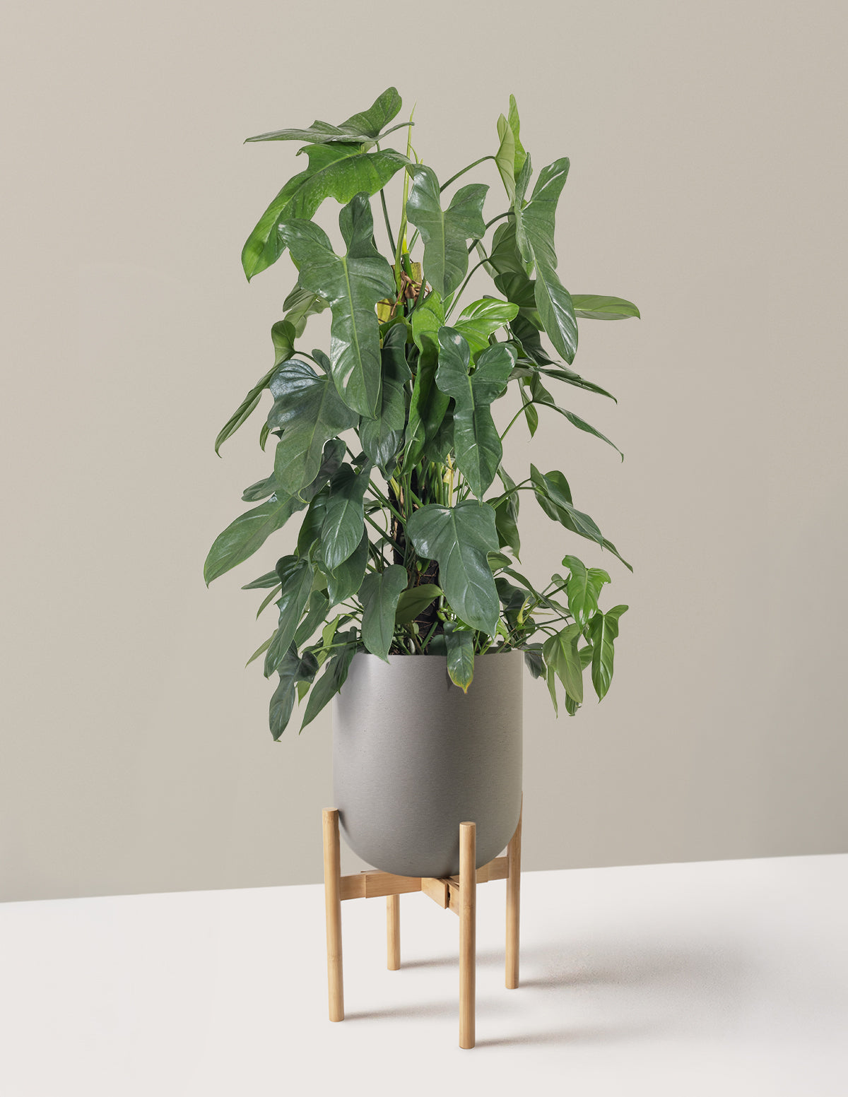 Philodendron Panduriforme