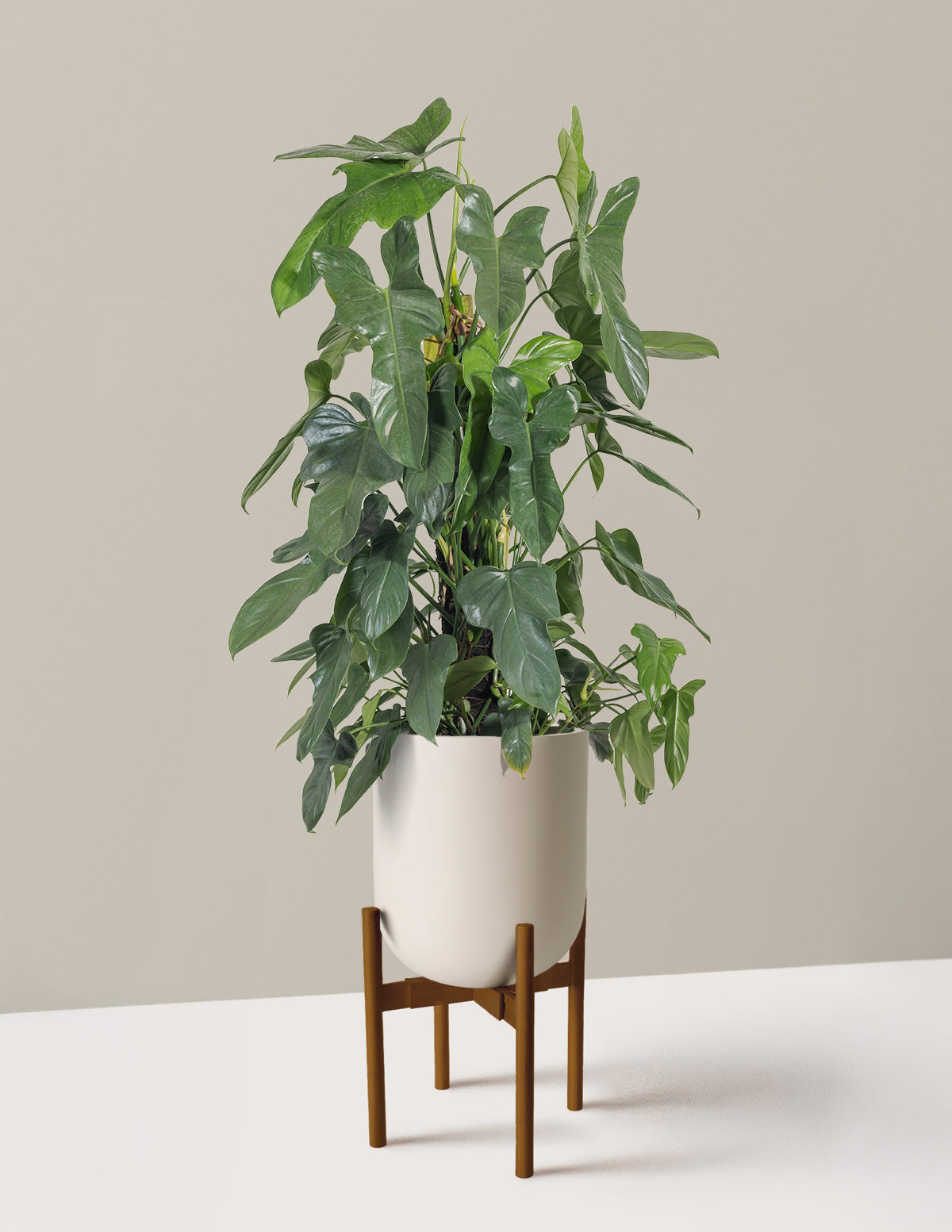 Philodendron Panduriforme