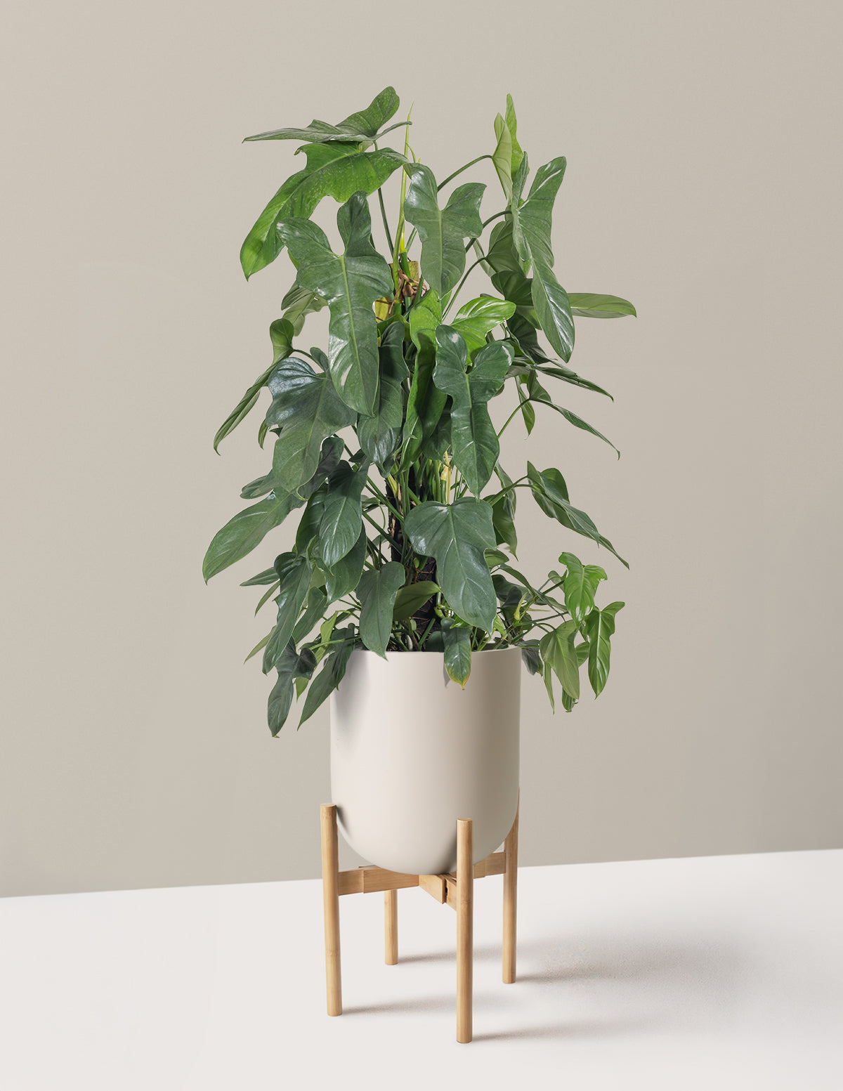 Philodendron Panduriforme