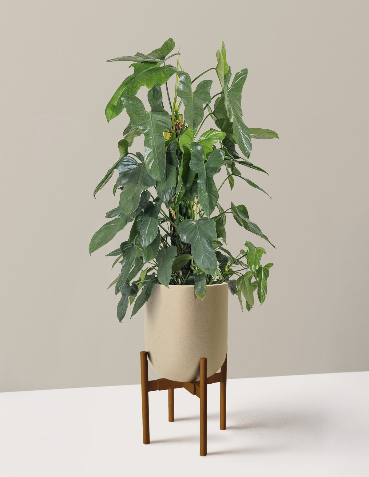 Philodendron Panduriforme