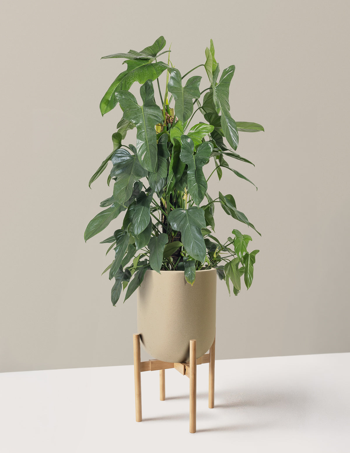 Philodendron Panduriforme