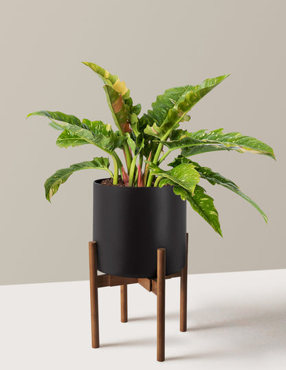Philodendron Ring of Fire