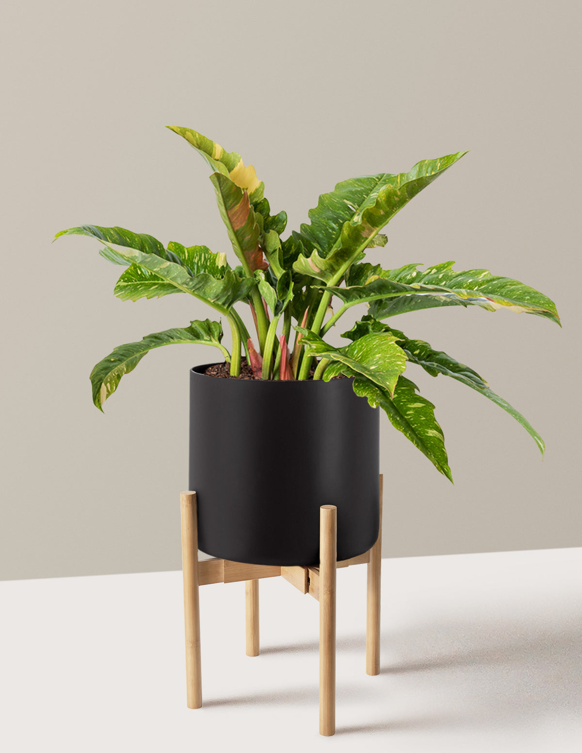 Philodendron Ring of Fire