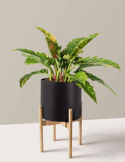 Philodendron Ring of Fire