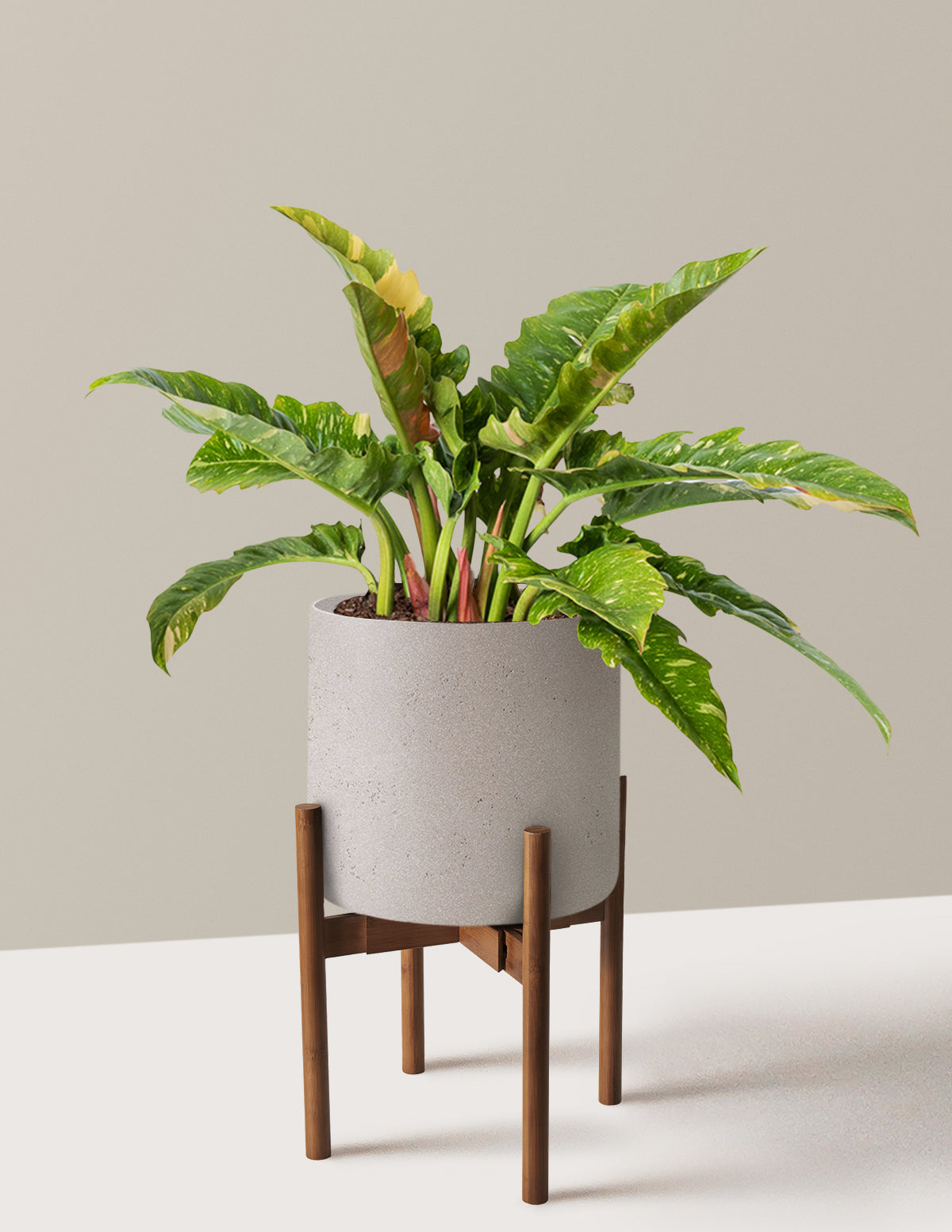 Philodendron Ring of Fire