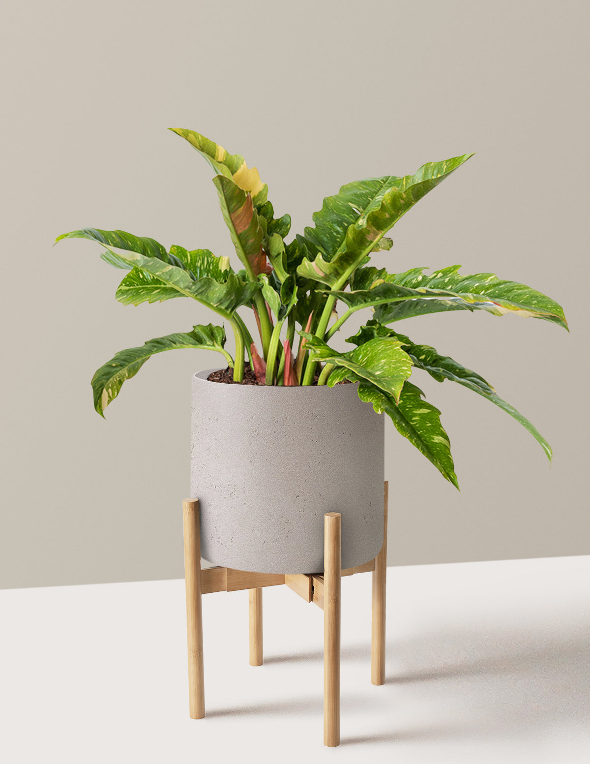 Philodendron Ring of Fire