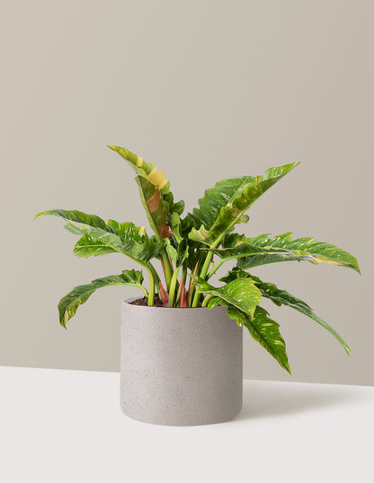 Philodendron Ring of Fire
