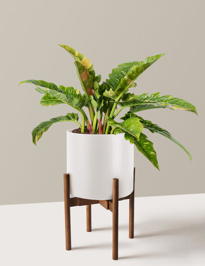 Philodendron Ring of Fire